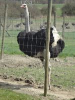 belgiensch 5